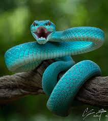 Females are significantly larger and more massive than males. White Lipped Pit Viper Natureisfuckinglit