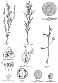 Image result for Santalaceae