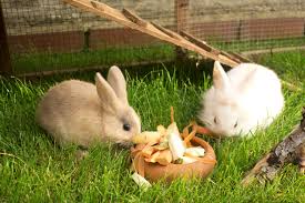 Teppichboden ist für kaninchen sehr angenehm, jedoch n Zwergkaninchen Charakter Haltung Ernahrung Pflege Zooplus