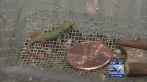 Very small, about 4 cm long, including tail. Illinois Zoo Welcomes 8 Turquoise Dwarf Geckos Abc11 Raleigh Durham
