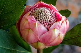 Pink Bud Waratah Waratah Flower Flower Prints Art Australian Flowers
