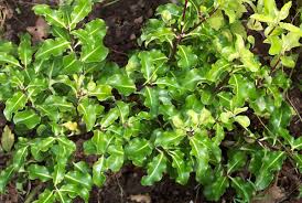 Image result for Pittosporum tenuifolium
