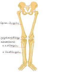 Upper leg bones diagram her bones were so brittle lovejoy pointed to a cast of her upper pelvic blades which are shorter and broader than an ape s they would have let her balance on one leg at a time while ever since the esp wifi enabled microcontroller came on the scene it seemed like suddenly. File Human Leg Bones Labeled Ta Svg Wikimedia Commons