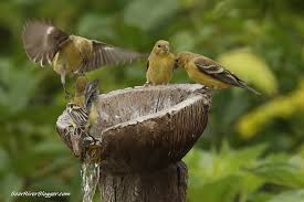 Bird baths — you can easily fill bird baths with water. Attracting More Backyard Birds With Water Bear River Blogger