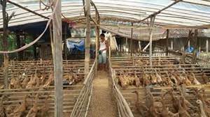 8 Ternak Yang Menguntungkan Dan Cepat Panen Untuk Usaha Kecil Kumparan Com
