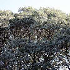 Image result for Euclea crispa