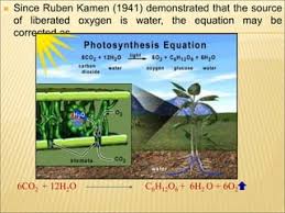 Oxygen Liberated During Photosynthesis Comes From