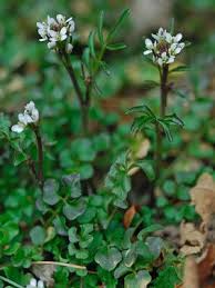 Image result for Cardamine hirsuta