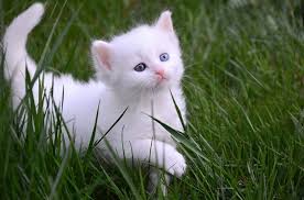 Pursaklar Pursaklar Belediyesi Ankara Kedi Evini Ve Kedi Facebook