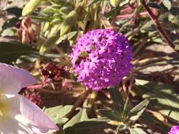 Growing and caring for purple sage is easy if you plant them in full sun. Desert Wild Flowers Part 1 Arizona Oasis Rv Resort Colorado River Rv Park Blythe Ca