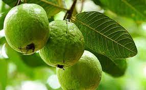 Selain itu, mangga juga kaya akan serat dan antioksidan yang sangat baik untuk menjaga kesehatan tubuh. Daftar Buah Dan Sayur Kaya Vitamin C Untuk Meningkatkan Imunitas Di Tengah Gempuran Virus