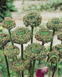 We did not find results for: Hens And Chicks Breadseed Poppy Seeds Annual Flower Seeds