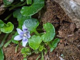 Image result for Viola hederacea
