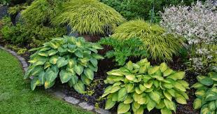 Pin On Fruits And Plants