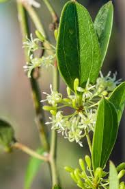 Image result for Smilacaceae