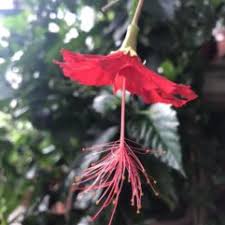 Image result for Hibiscus fuscus