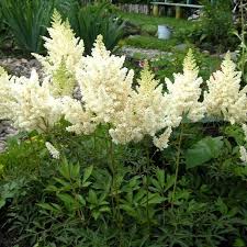 Astilbe Arendsii Deutschland Astilbe Hybride Blanche Jardin De La Lune Jardins Jardinage