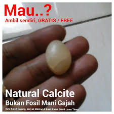 Batu mani gajah adalah jenis batuan fosil kristalisasi dari sperma hewan purbakala. Ciri Fosil Mani Gajah 2 Alam Yang Asli Naqsdna Com