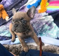 Each puppy is very special to us and a. French Bulldog Puppy For Sale Adoption Rescue For Sale In Grants Pass Oregon Classified Americanlisted Com