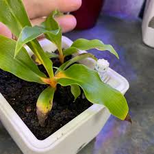 Image result for Chlorophytum affine