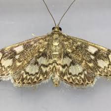 Image result for Nicolasia coronata