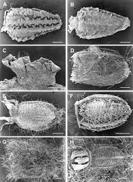 Image result for Haplocarpha