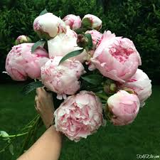 Maybe you would like to learn more about one of these? Peony Supports And Growing Tips Kelly Elko