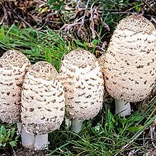 Image result for Coprinus comatus