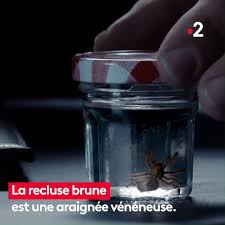 C'est une chaîne généraliste qui diffuse entre autres : France 2 Quand Sort La Recluse Facebook