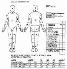 48 prototypal lund browder burn chart