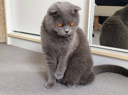 Scottish Fold Love My Cat Amour De Chat Beaute Cats Animals