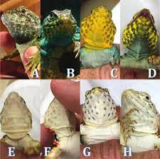 Not only are they liquidating holdings, which drives the price down, there is also going to have be a delta hedge with the inverse call options as the market. Husbandry And Captive Propagation Of Eastern Collared Lizards Crotaphytus Collaris
