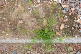 Image result for Spergula arvensis