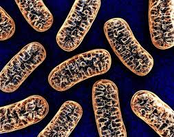 Mitochondria have their own dna, ribosomes and can make their own proteins. Plant Vs Animal Cells Biology Dictionary