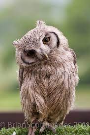 baby scops owl beautiful owl owl beautiful birds