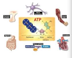 Atp generated during respiration is used in photosynthesis in dark reaction (calvin cycle) in the conversion of ribulose 5 phosphate to ribulose 1,5 using atp and nadph, this organic molecule turning into g3p , the product of the photosynthesis. Respiration Photosynthesis Flashcards Quizlet