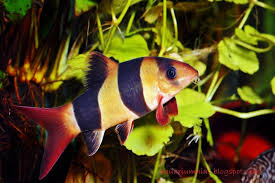 We did not find results for: Jenis Ikan Hias Air Tawar Warna Belang Kuning Hitam Ikan Hias Air Tawar Laut Dan Aquarium