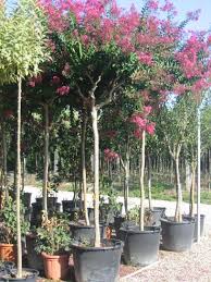 Image result for Lagerstroemia