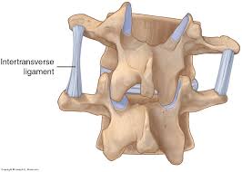 Tendons and ligaments are fibrous bands of connective tissue. Ligaments Of The Lumbar Spine And Pelvis