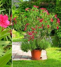 We did not find results for: Plantes Fleuries Laurier Rose Planter Des Fleurs Laurier Rose Amenagement Paysager Devant Maison