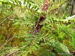 Image result for Apodanthaceae