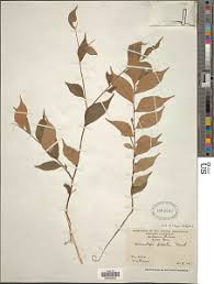 Image result for Craterosiphon quarrei