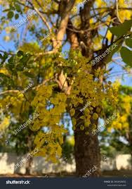 Image result for Cassia ferruginea