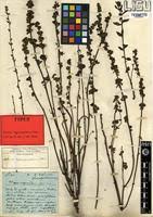 Image result for Alectra vogelii