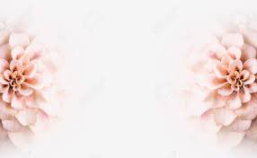 Choose from hundreds of free non copyrighted pictures. Background Of White Flowers Copy Space Stock Photo Picture And Royalty Free Image Image 30277778