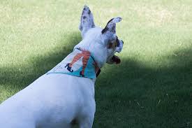 Halloween How To Diy Dog Bandanas For Under 3 Spoonflower Blog I've made like.at least nine stuffed animals from spoonflower printed someone from spoonflower already replied and offered to send a free replacement of the fabric! halloween how to diy dog bandanas for