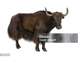 Image result for yak