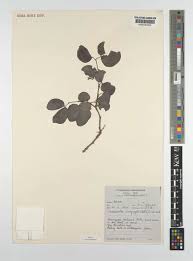 Image result for Guibourtia conjugata