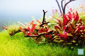 Image result for Hydrolea brevistyla