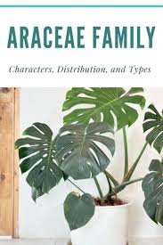 Image result for Araceae